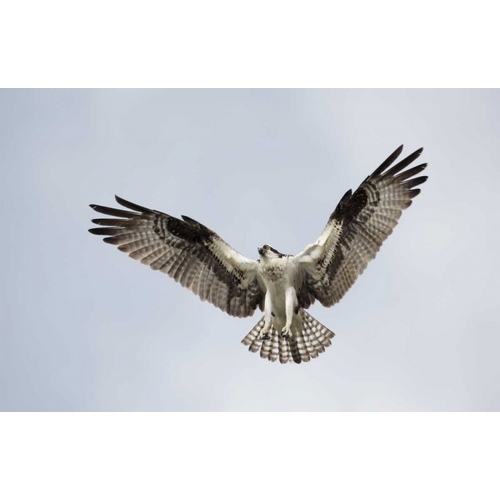 FL, Blue Cypress Lake Osprey hovering in sky